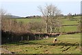 Sheep Pasture west of Pound House