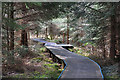 Path through the forest