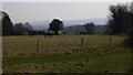 Horses in field at Vining Farm with the South Downs beyond