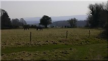 SU9123 : Horses in field at Vining Farm with the South Downs beyond by Shazz