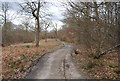 TR1160 : Path through Blean Wood by N Chadwick