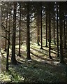 Conifer plantation, Parke