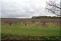 Orchard, Parsonage Farm