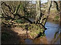 River Bovey in Mill Marsh Park