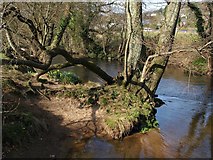 SX8178 : River Bovey in Mill Marsh Park by Derek Harper