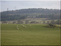 NJ4840 : Sheep grazing by the River Deveron by Stanley Howe