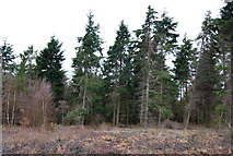 TR1262 : A stand of conifers, Clowes Wood by N Chadwick