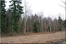 TR1262 : Birch & conifers, Clowes Wood by N Chadwick