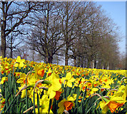 J3269 : Daffodils, Barnett Demesne by Rossographer