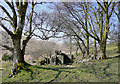 Farm ruins at Bryn Ambor, near Nant Gwernog, Ceredigion