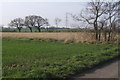 Fields by Clockhouse Lane