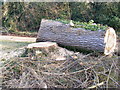 TM3569 : Part of the felled Poplars trees in The Causeway, Peasenhall by Geographer