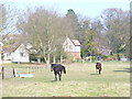 Paddock on Hook Hill Lane