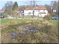 The Pond, Mayford Green