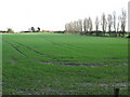 Farmland near Sandown Road