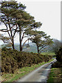 The lane to Llanycrwys, Carmarthenshire