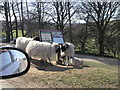 A woolly welcome to Goathland Estate!