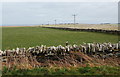 ND3753 : Stone dykes and telegraph poles by Ian Balcombe