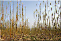NT5813 : Inside a field of willow saplings by Walter Baxter