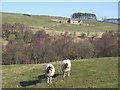 East Allen Dale below West Garret