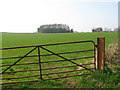 Gate, field and small woodland.