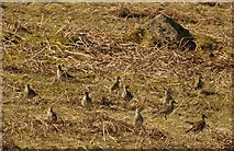 SX6771 : Golden Plovers, Dartmoor by Derek Harper