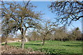 Orchard near Newbridge Farm