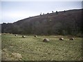 Hay meadow by Water of Markie