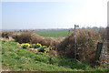 Countryside with daffodils near Hill Grove