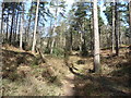 Woodland on Crooksbury Common