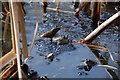 Frogs and frogspawn Willy Pit Pond Warlingham.