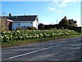 Spring time on Langholm road