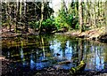 Pond in the woods