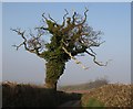 Oak tree, Kenn Lane