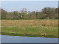 The spire of Shalford church from the W bank of the River Wey Navigation