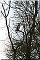 Bird in a tree