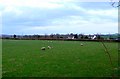 Sheep at Weston Farm