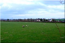 ST5510 : Sheep at Weston Farm by Nigel Mykura