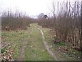 Track into Kingsdown Wood