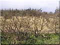 Scorched bushes, Ballynamullan