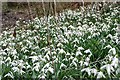 Snowdrops near Henwood House