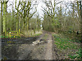 Track into Plain Copse, near Green Hill