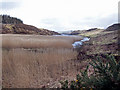NG2350 : Reed bed in Loch Suardal by Richard Dorrell
