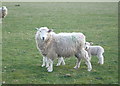 Sheep with twin lambs by the side of the footpath