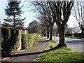 Trees, Brunel Road, Churston, Torbay