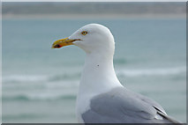 SW5140 : Herring gull, St Ives by Stephen McKay