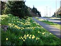 Daffodils, Dartmouth Road, Waterside