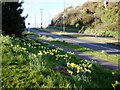 Daffodils, Dartmouth Road, Three Beaches, Paignton