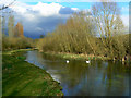 Swans on the Kennet, Axford