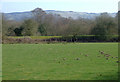 Moley field, dead railway, Elenydd hills, Ceredigion